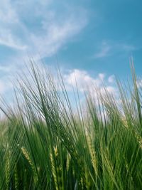 Close-up of grass growing on field against sky