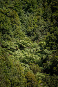 High angle view of trees in forest