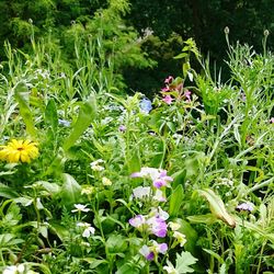 Purple flowers blooming in park