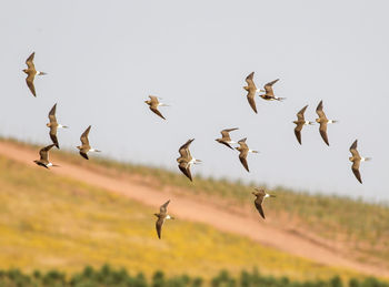 Flock of birds flying against clear sky