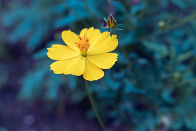 Close-up of insect on yellow flowering plant