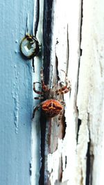 Close-up of insect on metal door