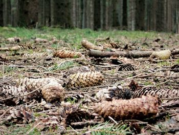 Surface level of pine cones on field