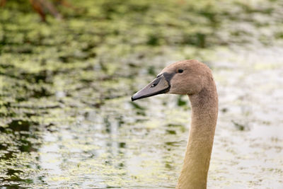 Close-up of swan in lake