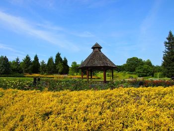 Scenic view of agricultural field against blue sky