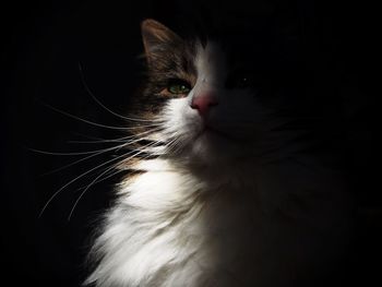 Close-up of cat looking away