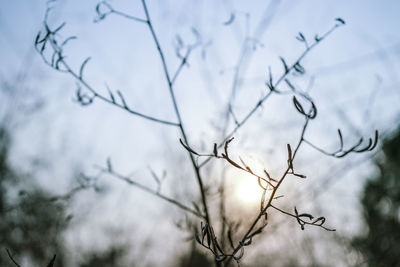 Low angle view of silhouette plant against sky