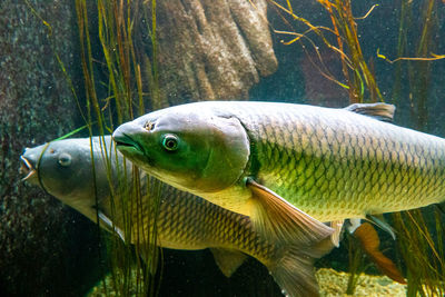 Fish swimming in sea