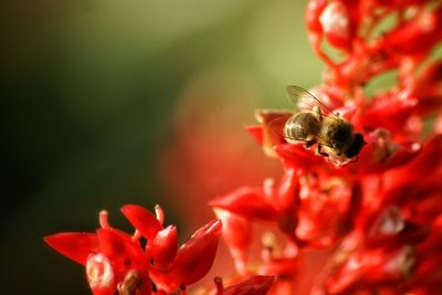 Close-up of honey bee pollinating on white flower