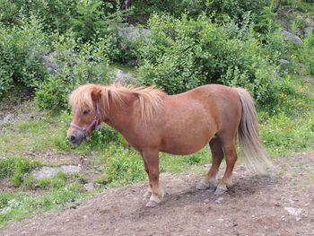 Horse standing in field