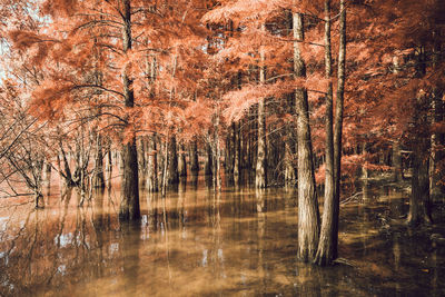 Trees growing in lake at forest