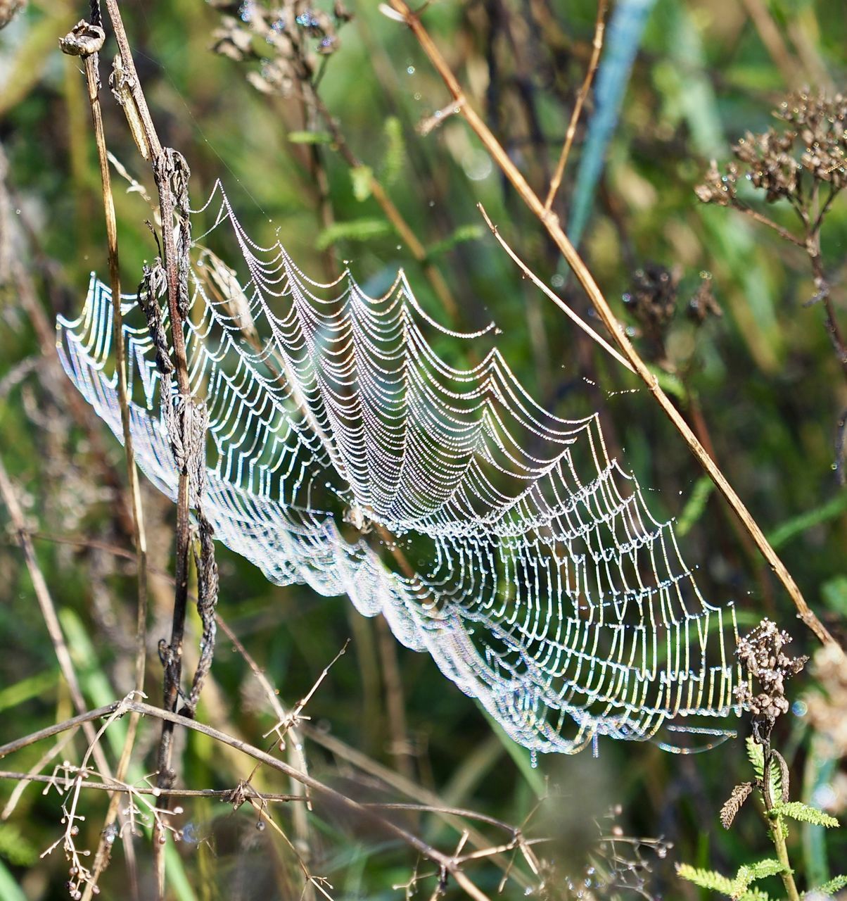 CLOSE-UP OF SPIDER WEB ON WET PLANT