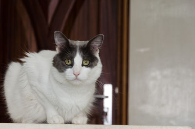 Portrait of cat sitting on floor at home