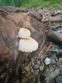 High angle view of mushrooms growing on field