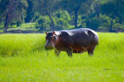 Horse in a field