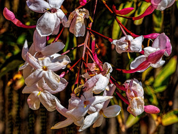 Close-up of white flowering plant