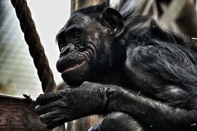 Close-up of a monkey