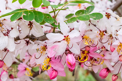 Close-up of cherry blossoms in spring