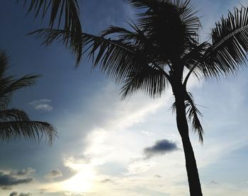 Low angle view of palm tree against sky