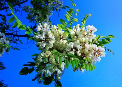 Low angle view of blooming tree against clear blue sky