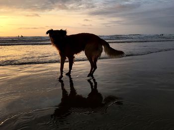 Dog standing at beach against sky during sunset
