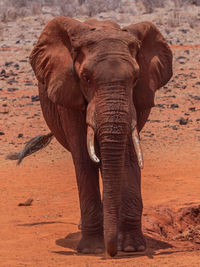 View of elephant on land