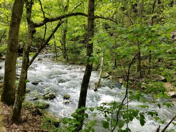 Scenic view of river stream amidst trees in forest