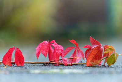 Close-up of red maple leaves on plant