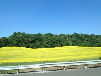 Scenic view of field against clear blue sky