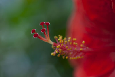 Close-up of pink flower