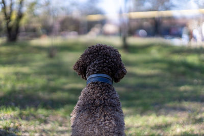 Close-up of dog standing on field