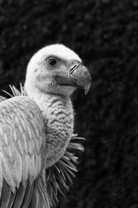 Close-up of eagle