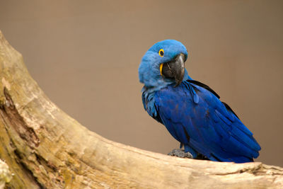 Close-up of blue parrot perching on tree