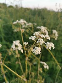 Close-up of white flowering plant on field