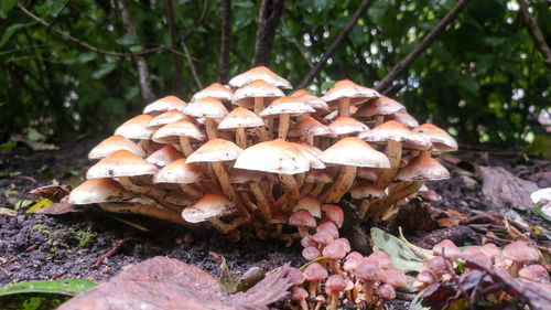 Close-up of mushroom growing on field in forest