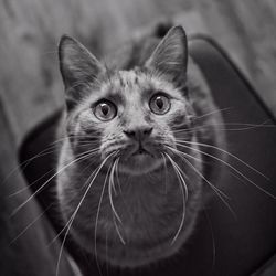 Close-up portrait of a cat