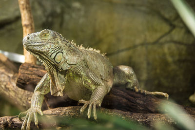 Close-up of a lizard on tree