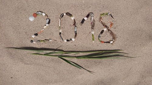 High angle view of plant on sand