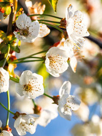 Close-up of white cherry blossoms