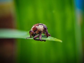 Close-up of spider