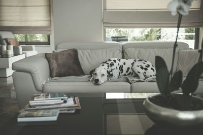 Dog resting on sofa at home