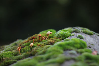 Stone overgrown by moss and little mushrooms