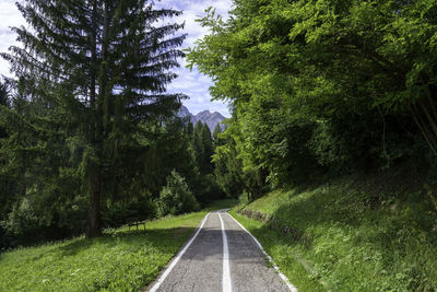 Empty road amidst trees