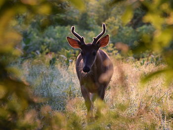 Portrait of deer standing on field