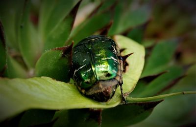 Close-up of insect on leaf