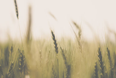 Plants growing on field at sunset