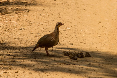 Side view of bird walking on sand