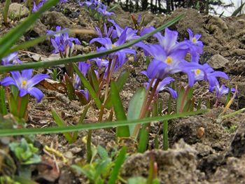 Close-up of purple crocus flowers on field