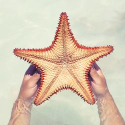 Cropped image of hands holding starfish in sea