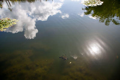 High angle view of ducks floating on lake